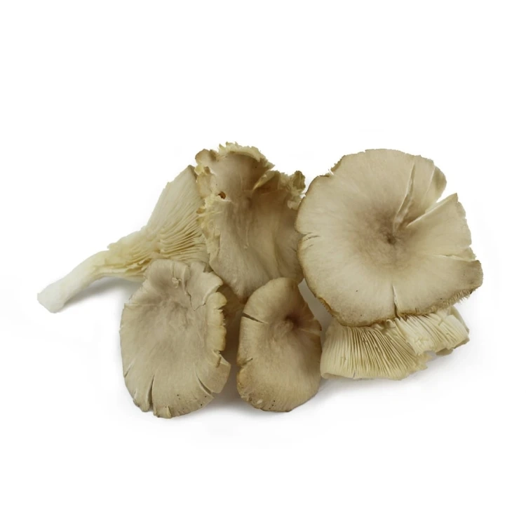 GRZYBY-BOCZNIAKI-SWIEZE-BIO-POLSKA-okolo-0,20-kg.webp