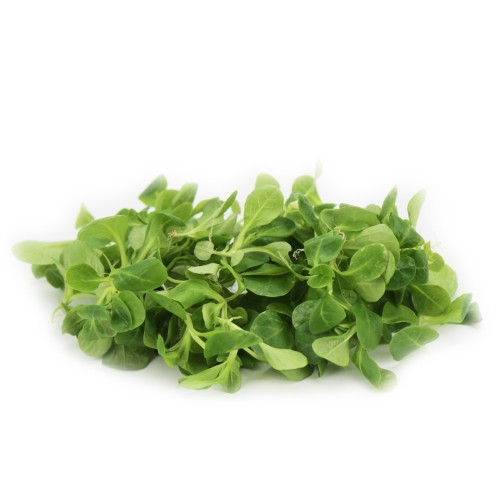 ROSZPONKA ŚWIEŻA NIEMYTA BIO (około 0,10 kg)