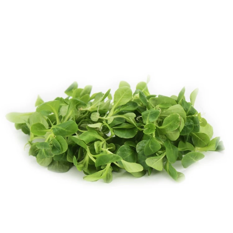 ROSZPONKA ŚWIEŻA NIEMYTA BIO (około 0,10 kg)