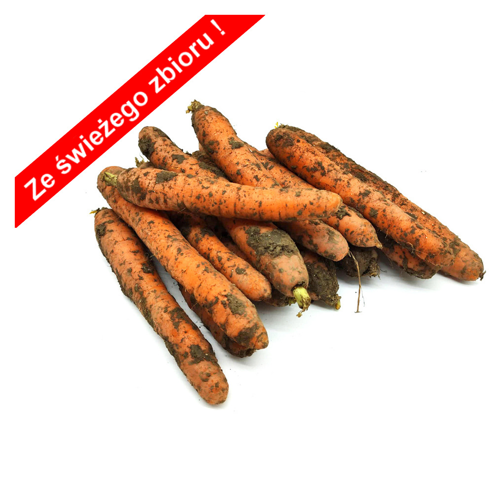 Marchew ekologiczna 3kg (niemyta)